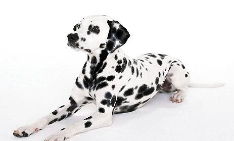 大型犬专用牵引绳在哪里有买