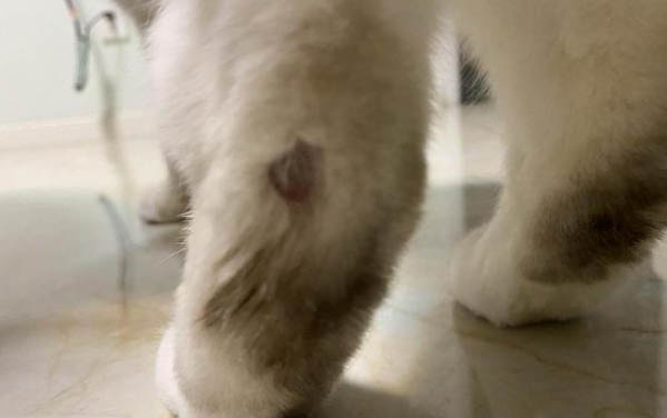 猫泌尿道有炎症治疗多久