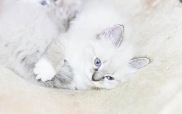 猫咪青霉素过敏的症状