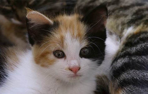 请问猫咪呕吐的原因及处理方法?