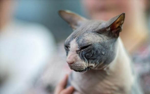 猫咪内脏受损5大征兆
