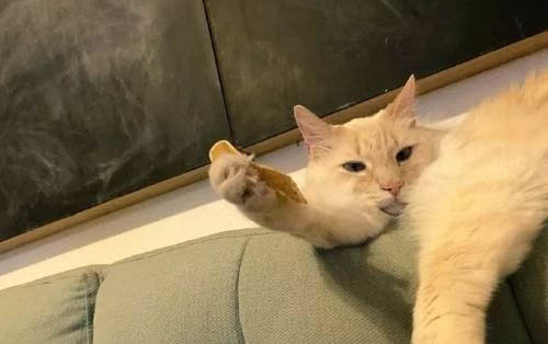 猫咪止吐药怎么选