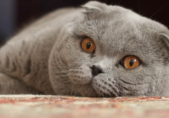 折耳猫站立是因为疼？