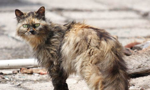 流浪猫一直跟着我蹭腿