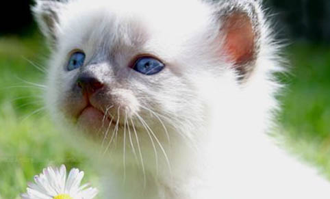 猫咪眼睛里有红血丝