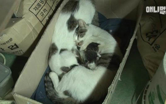 小猫得腹水多久会死？