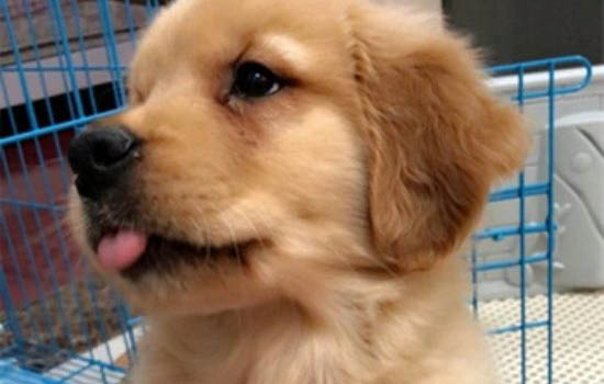 金毛犬如何区分公母
