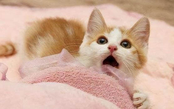 猫咪为什么经常拉尿在地上呢