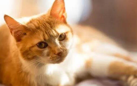 猫咪感染了寄生虫有哪些表现