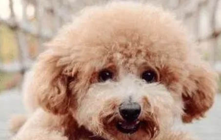 泰迪老年犬狗粮推荐