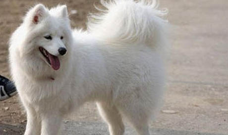 狗狗感冒和犬瘟如何区分