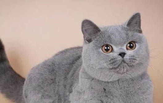 猫咪得了胰腺炎怎么治疗？