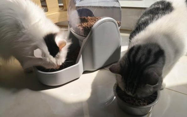 母猫怀孕期间的注意事项有哪些？