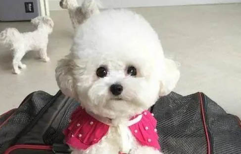 如何教会狗狗不把食盆弄倒了