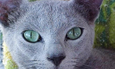 蓝猫尿血怎么回事啊