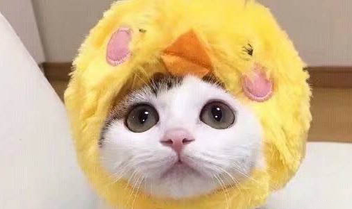 猫咪需要磨牙棒么