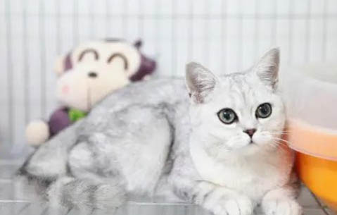 猫咪会打嗝是怎么回事