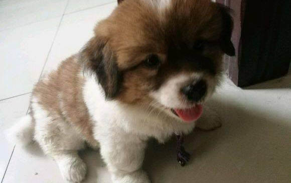 幼犬可以喝酸奶吗?