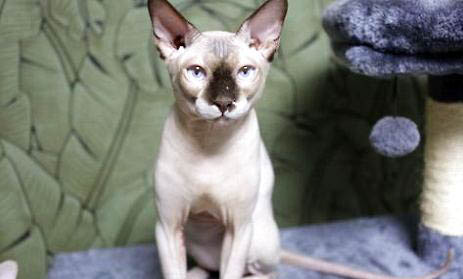 猫咪吃蒙脱石散的用量