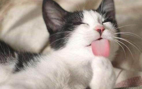 猫咪喝水后总是咳嗽