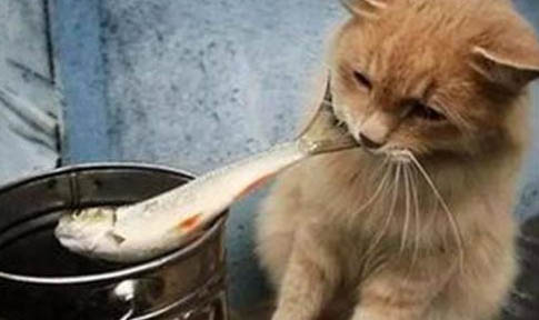猫咪前腿突然瘸了