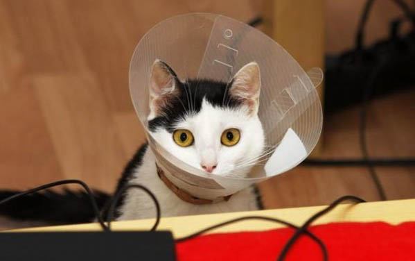 猫咪有寄生虫的症状表现
