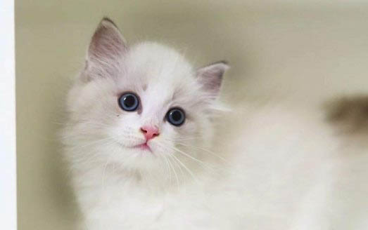 猫咪咬人的三种原因