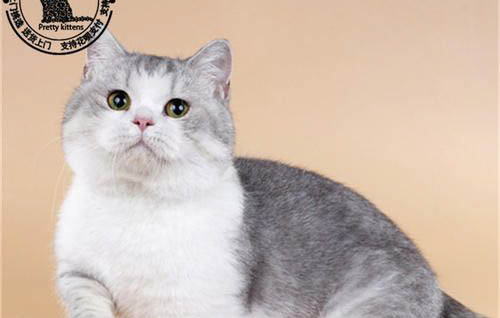 小奶猫咬人手是代表什么意思