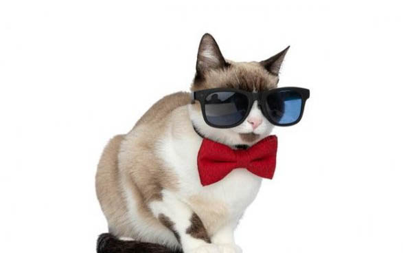 狗可以吃猫的营养膏么