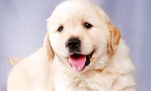 金毛70斤成犬—天吃多少狗粮?