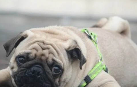 巴哥犬眼睛红血丝的原因及处理方法