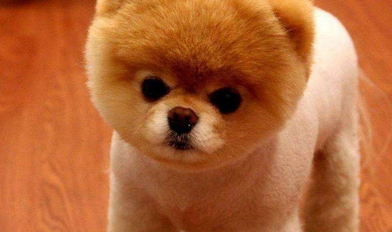 博美犬哪里有卖