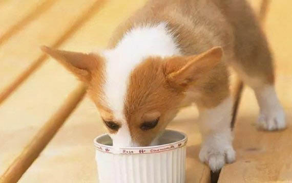 狗狗淋雨会怎么样?