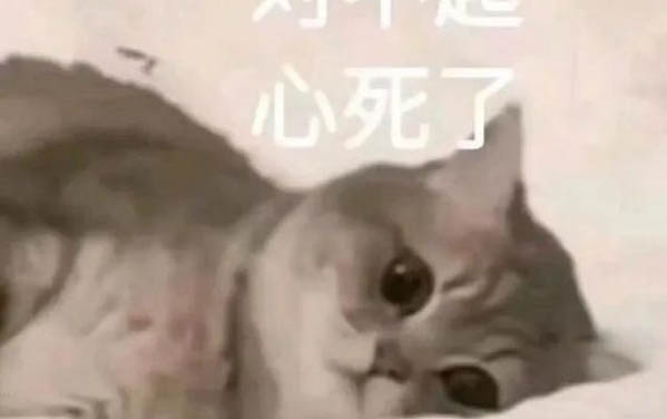 猫咪除了吃猫粮还能吃什么食物