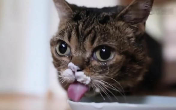 小猫咪呕吐怎么办