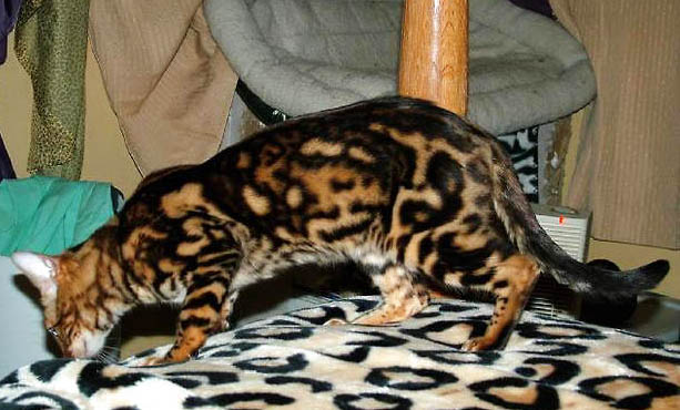 孟加拉豹猫长多大