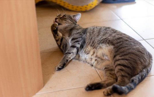 猫咪洗完澡后臭了很多怎么回事