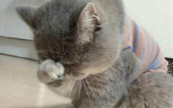 猫咪为什么吃鱼不吐鱼刺呢