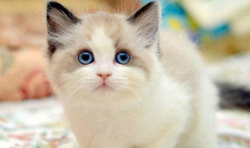 猫咪会因为什么不好相处的原因