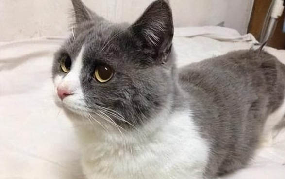 英短和布偶猫哪个好养