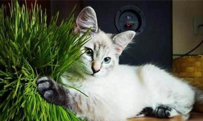 猫咪想上厕所