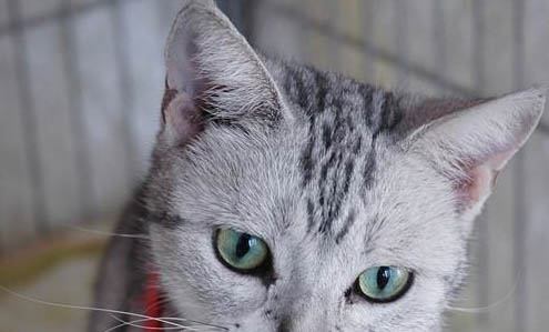 如何给猫咪选猫粮
