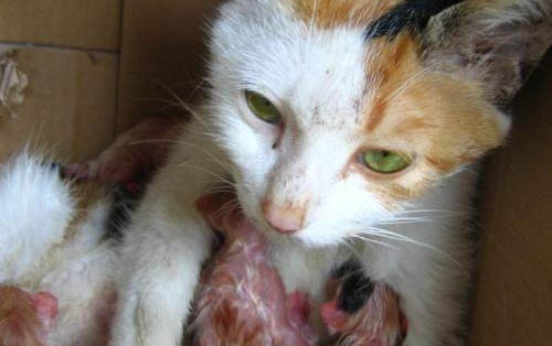 猫咪吃撑了会有哪些症状