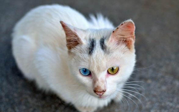 猫不让人摸是为什么?