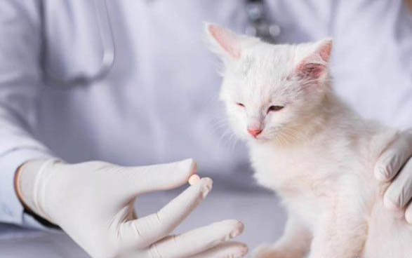 没睁眼的小猫眼睛肿了还流脓是怎么了