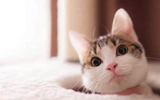 猫尿失禁还能活吗?