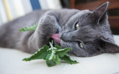 猫咪想念主人的表现