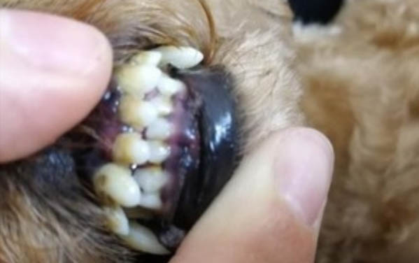 狗狗不愿意喝水怎么办