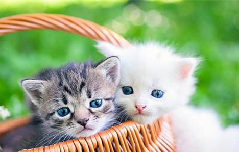 未卡猫粮适合幼猫吗