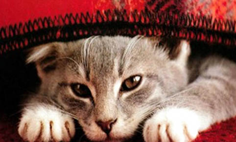 如何避免猫咪应激